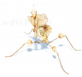 Idolomantis diabolica