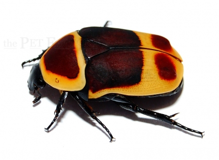 Pachnoda marginata peregrina