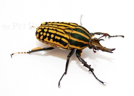 Mecynorrhina savagei