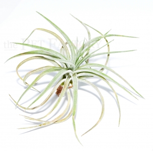 Tillandsia plagiotropica