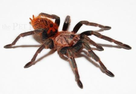 Chromatopelma cyaneopubescens s