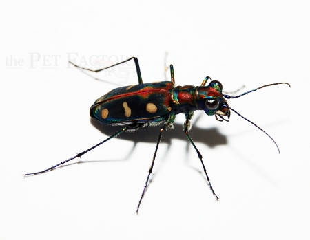 Cicindela aurulenta KO SAMUI