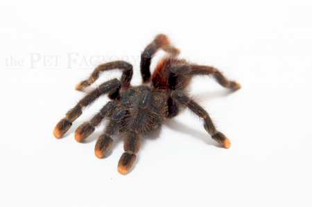 Avicularia avicularia m/l