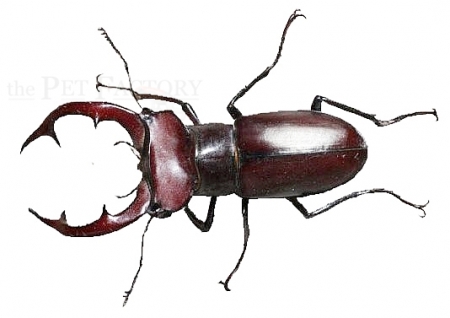 Lucanus elaphus