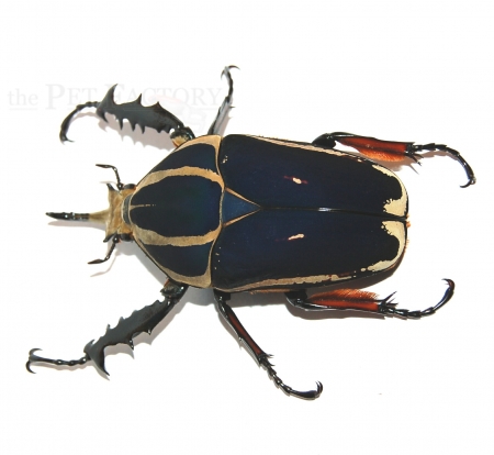 Mecynorrhina torquata ugandensis f. BLAU