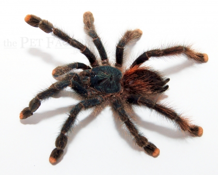 Avicularia metallica m/l