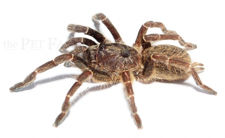 Ceratogyrus darlingi m/l