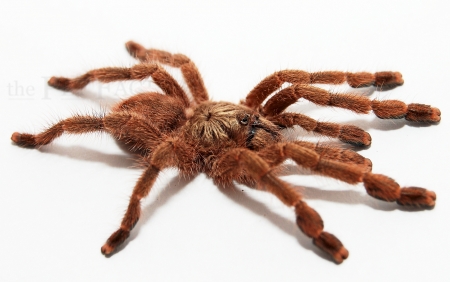 Avicularia laeta s