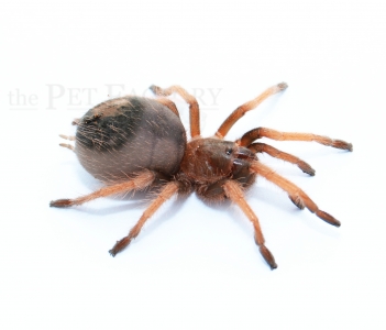 Brachypelma klaasi m