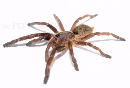 Ceratogyrus marshalli m