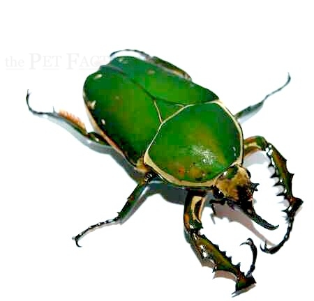 Mecynorrhina torquata immaculicollis