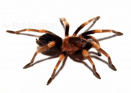 Brachypelma smithi s