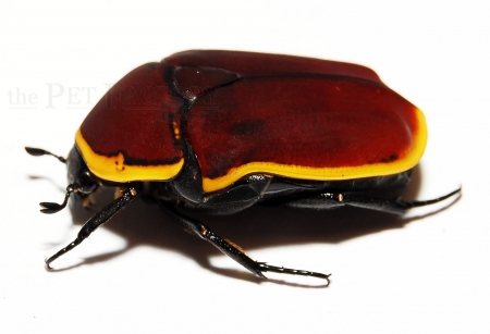 Pachnoda marginata marginata