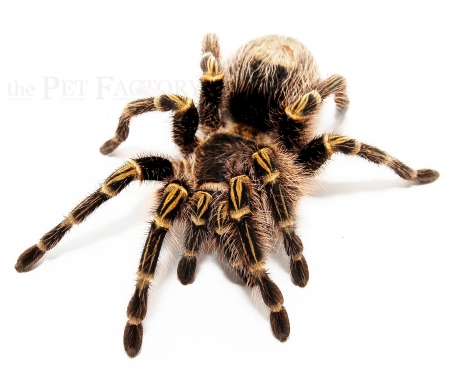 Grammostola pulchripes m (ex. G. aureostriata)