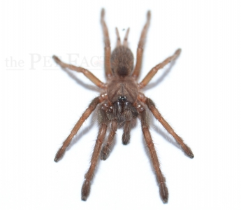 Chilobrachys fimbriatus m