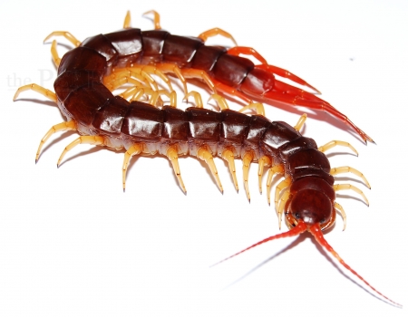 Scolopendra subspinipes VIETNAM XXXL