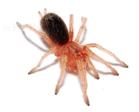 Grammostola rosea s