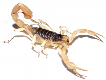 Hadrurus arizonensis