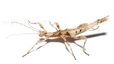 Sungaya inexpectata HIGHLAND