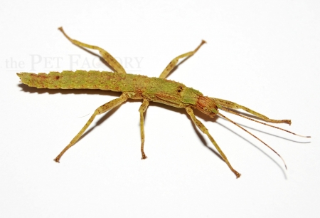 Eurycantha calcarata