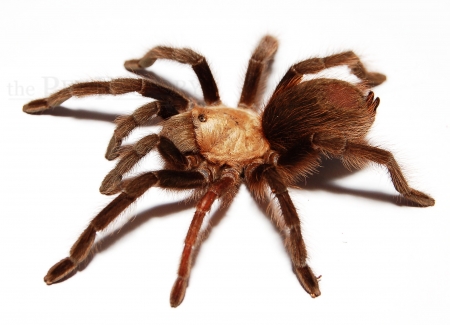 Aphonopelma hentzi m