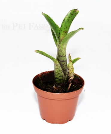 Neoregelia ampullacea