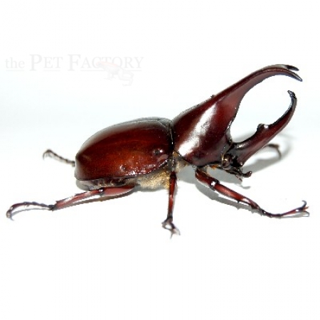 Xylotrupes gideon gideon