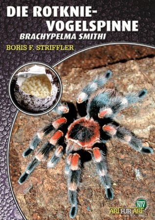 Die Rotknie-Vogelspinne (Brachypelma smithi)