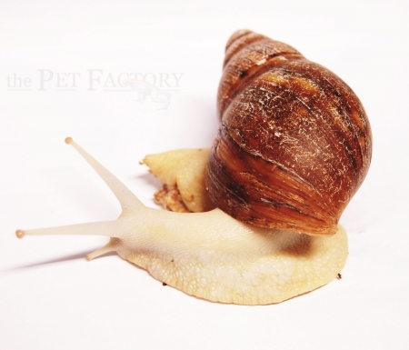 Archachatina marginata ovum - Albino M