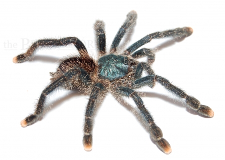 Avicularia spec. BLUE MOON L/XL