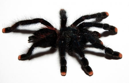Avicularia spec. BLACK FIRE m/l