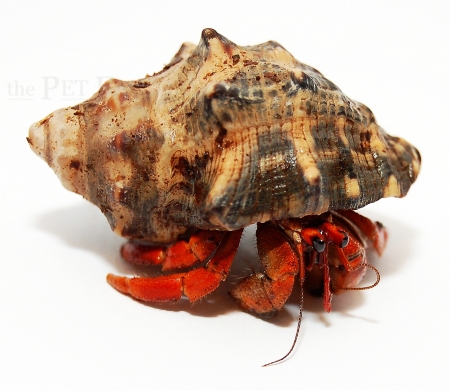Coenobita violascens
