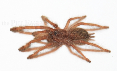 Stromatopelma calceatum s