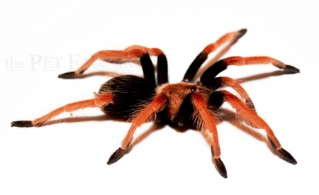 Brachypelma boehmei L