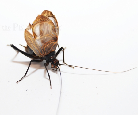 Homoeogryllus xanthographus - Singgrille