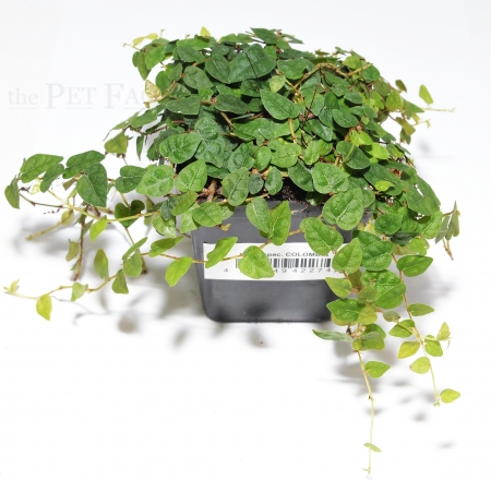 Ficus spec. COLOMBIA