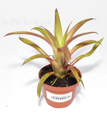 Tillandsia var. MORA
