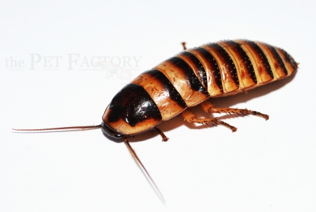 Elliptorhina javanica