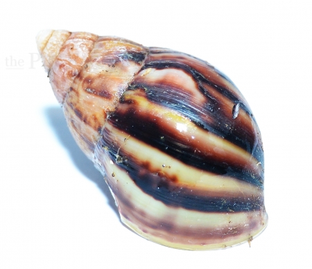 Achatina fulica m