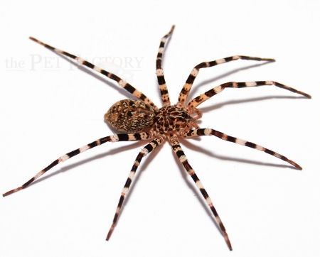 Viridasius sp. f. sylvestris m