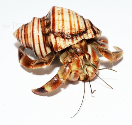 Coenobita compressus