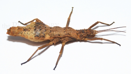 Dares philippinensis