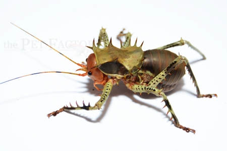 Cosmoderus spec. CAMEROON