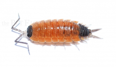 Porcellio silvestri