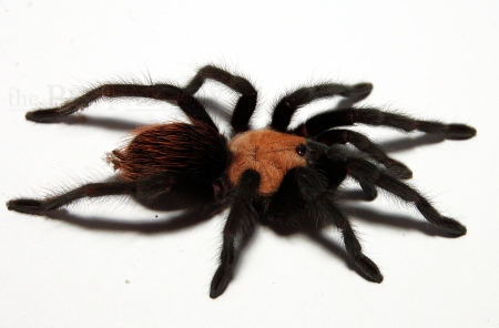 Brachypelma albiceps m/l