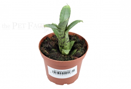 Neoregelia lilliputiana AKESO