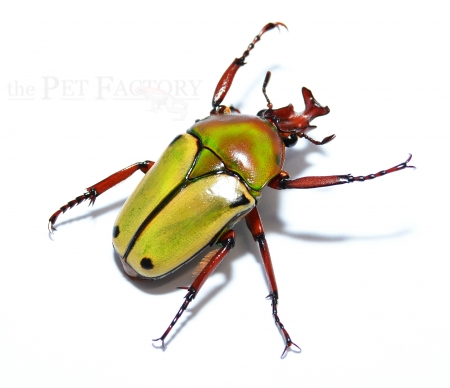 Coelorrhina loricata Imago