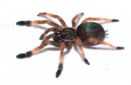 Psalmopoeus reduncus m