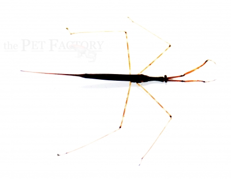 Ranatra spec. NIGERIA