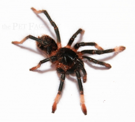 Megaphobema mesomelas s